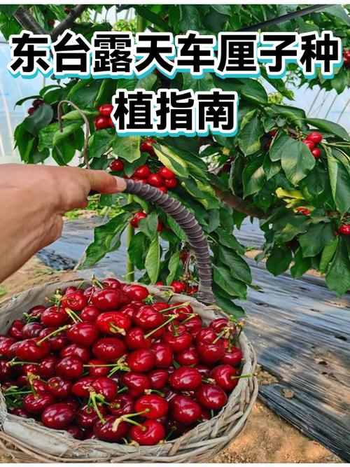 车厘子为什么对苏灵那么好