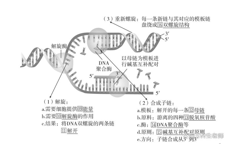 DNA复制