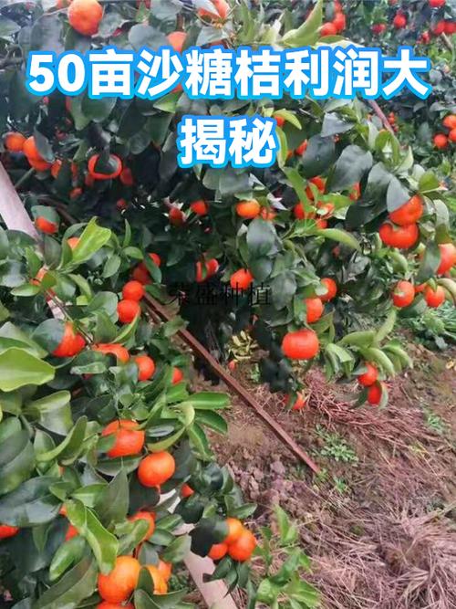 沙糖桔利润怎么样