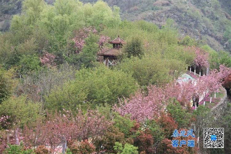 房县樱花岛