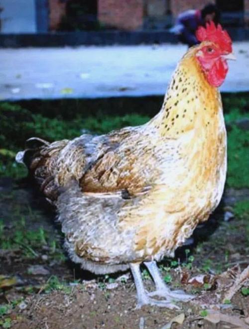 母鸡打鸣最佳解决方法
