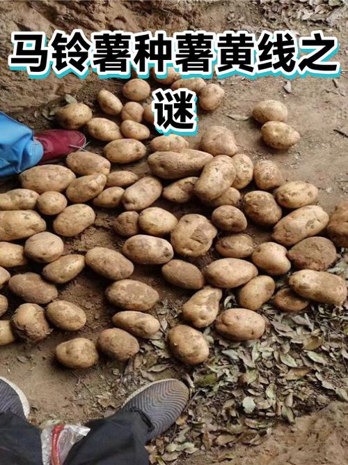 手机左侧莫名出现黄线