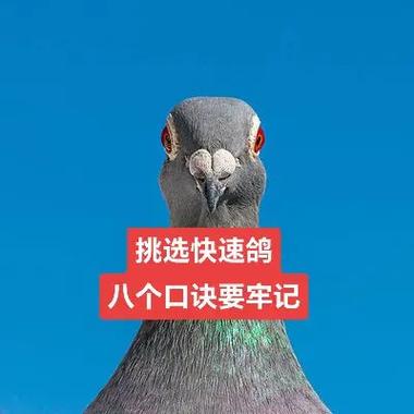 选鸽子口诀