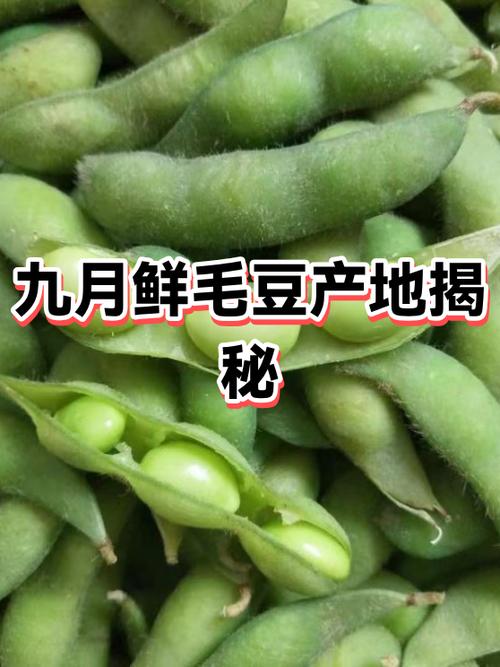 山东哪里批发毛豆怎么联系