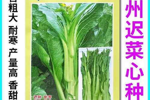 广东甜菜心的种植方法