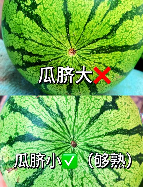 看瓜的两种意思