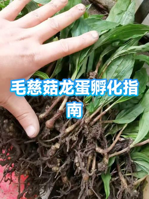 龙蛋孵化需要多长时间