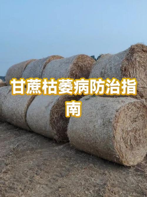 甘蔗能治什么病