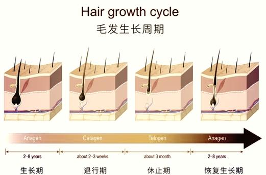 头发更新换代是多久