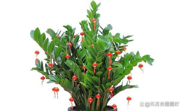 赚钱微信提现种花截图