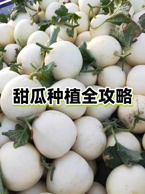 甜瓜32.0.1(菜单)免广告
