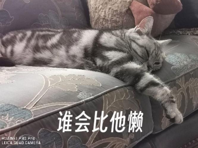 美短怎么养