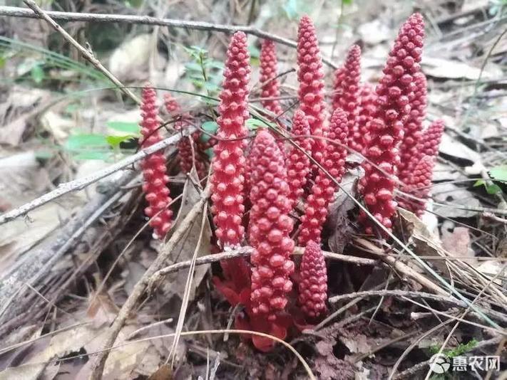 回春草一斤价格表