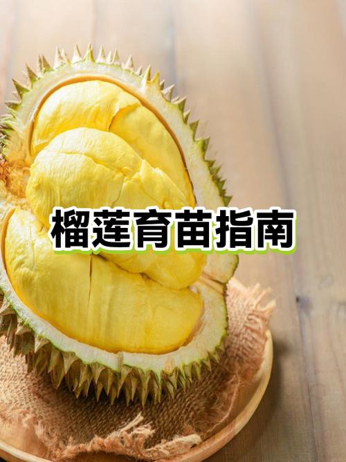 男人吃榴莲可以壮阳吗