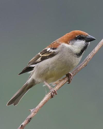 sparrow在国外的寓意
