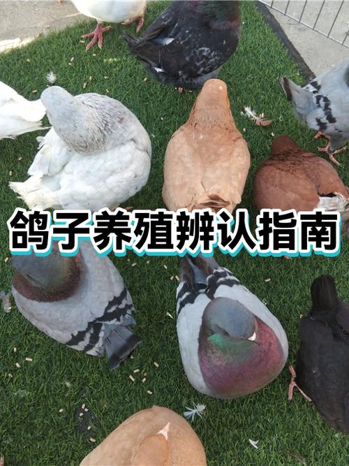 鸽子养殖技术视频教程
