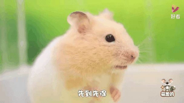 你完蛋了仓鼠表情包截图