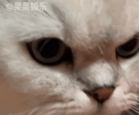 让猫触屏捕鱼的游戏