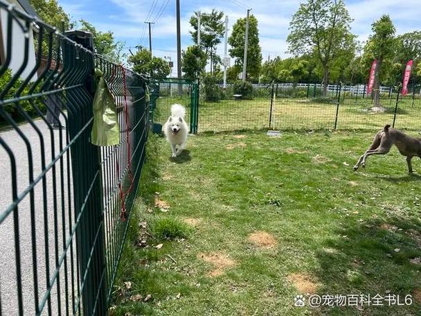 附近哪里可以寄养宠物