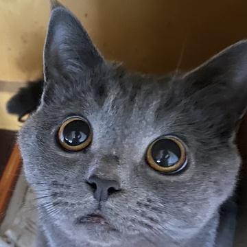 豚豚照片