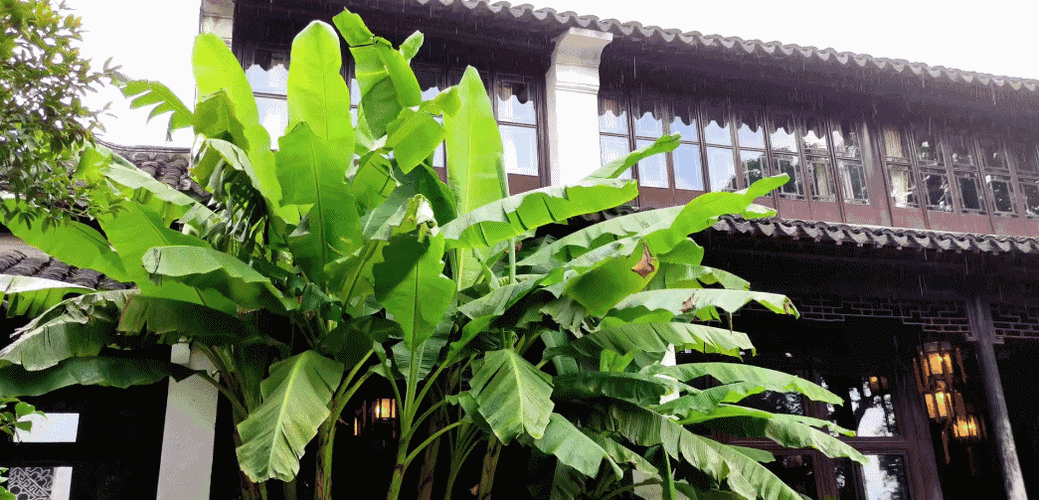 雨打芭蕉无可无奈