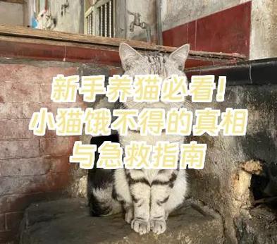 小猫肚子疼怎么办最快的方法
