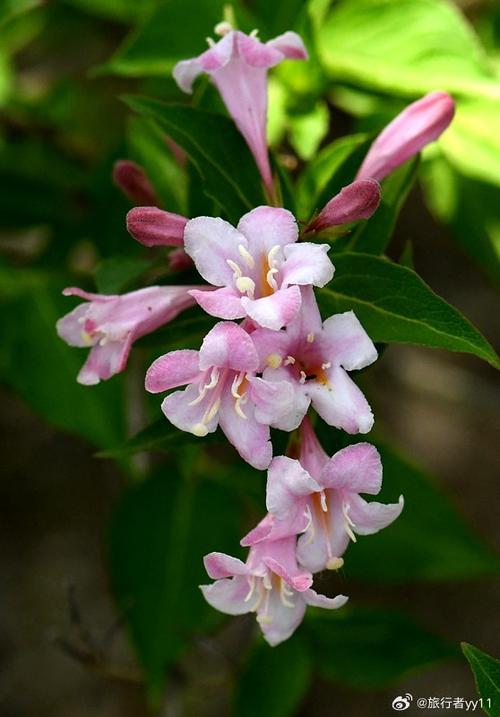 锦带花图片大全图标