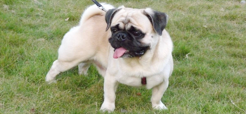 巴哥犬攻击性强吗