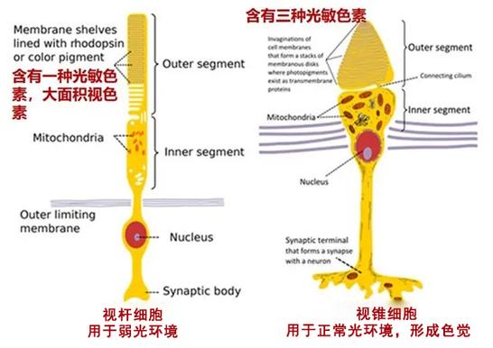 老年人视力减退怎么恢复