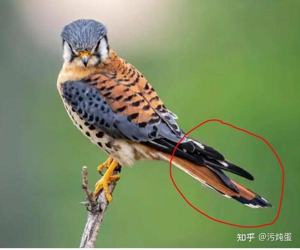 雀是短尾巴鸟还是长尾巴鸟游戏截图