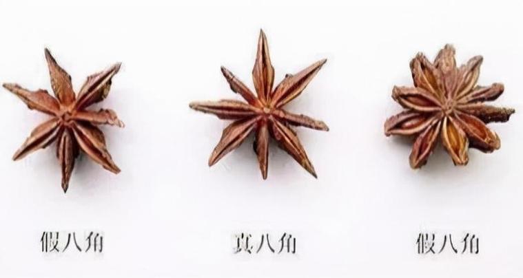 八角与莽草的区别图片