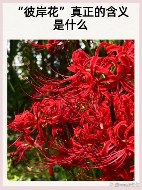 彼岸花图片花语