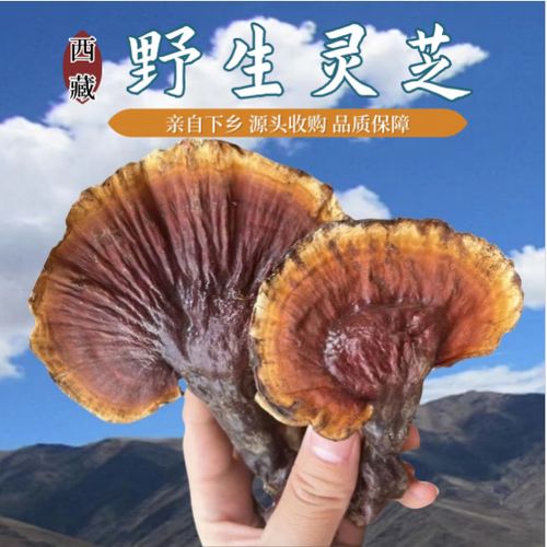 纯野生灵芝一斤多少元缩略图