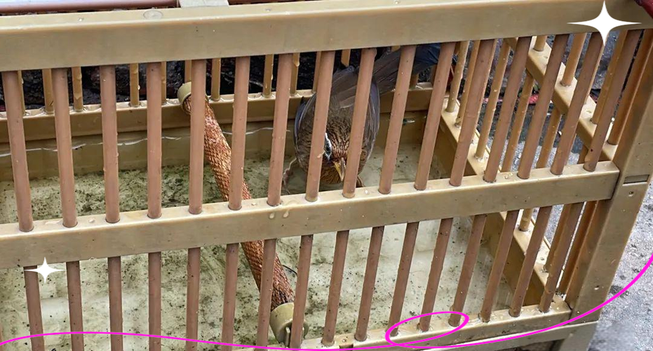 画眉幼鸟吃什么食物能活