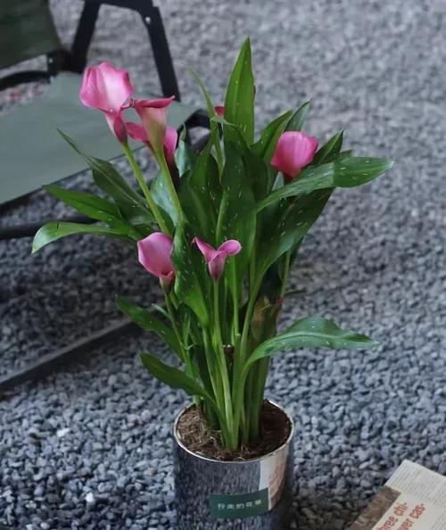 马蹄莲适合在家里养吗