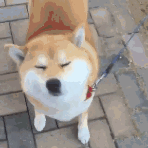 gif动态柴犬