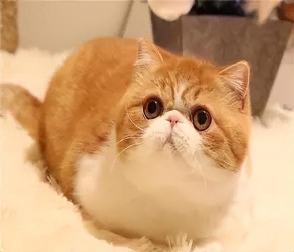 加菲猫真猫