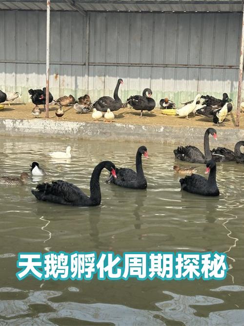 黑天鹅孵化需要多少天