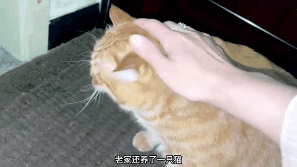 猫叫元宝