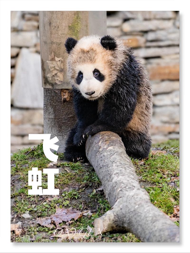 新浪有借的极速熊猫