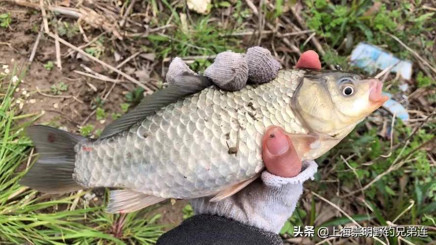 今日头条怎么隐藏小程序