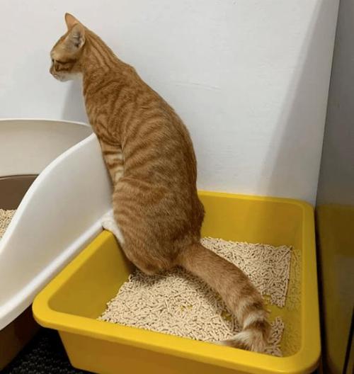 更换猫砂盆的地方猫找得到吗