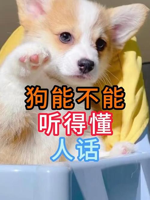 狗为何能听懂人话游戏截图