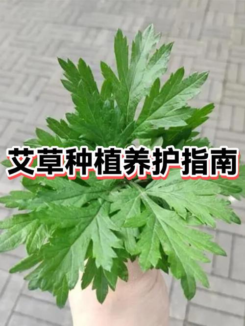 艾草家里栽不活的原因