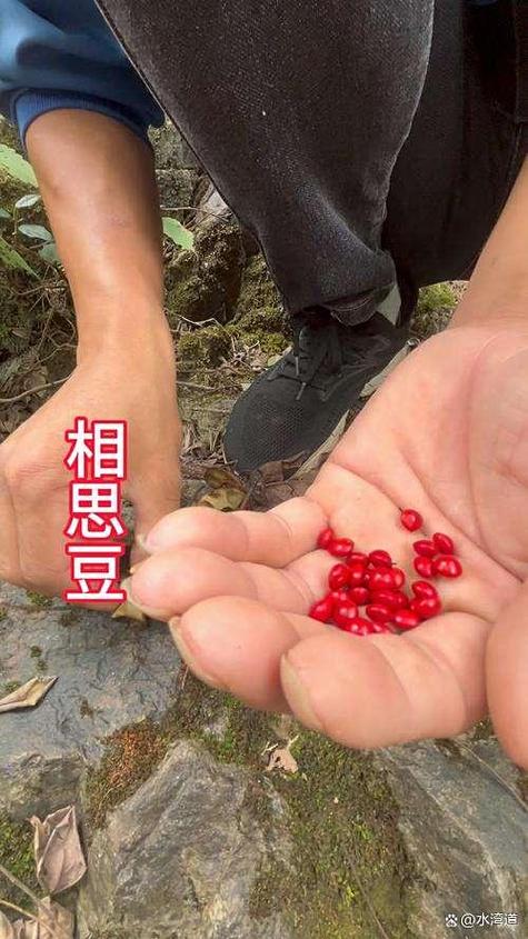 红豆属于什么档次截图