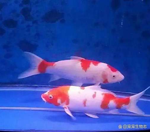 锦鲤在鱼缸里不游 沉底