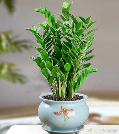 微信幸运金钱树提现