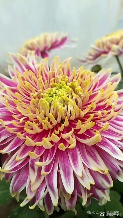 一花多色的花卉有什么图标