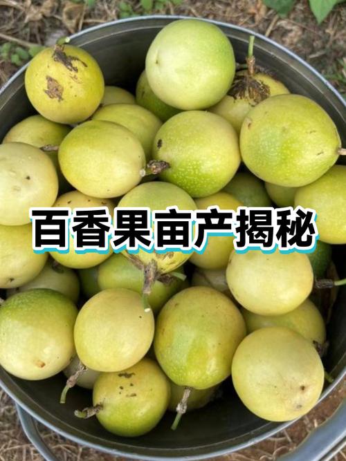 百香果一亩多少利润
