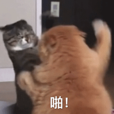 聊天动图表情包
